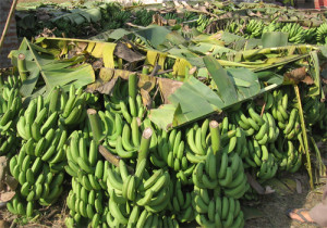 banana-farming-in-chitwan-nepal-1