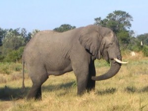 elephant