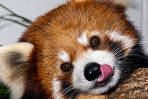 red_panda_9