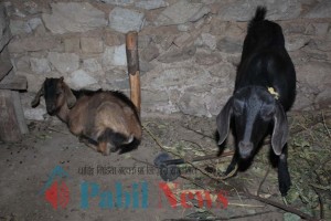 goat-dhading 1