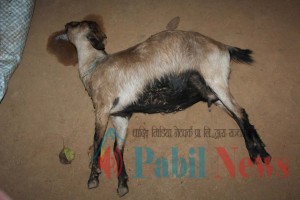 goat dhading 2