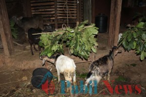 goat dhading 5