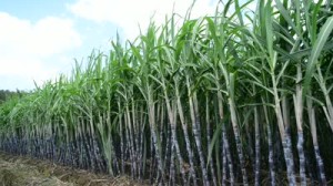 Sugar-Cane