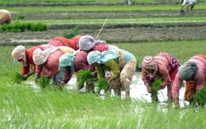 rice-planting-day-in-nepal-800x500_c