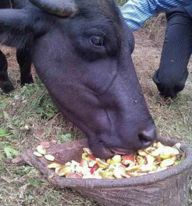 buffallo-eating-apple